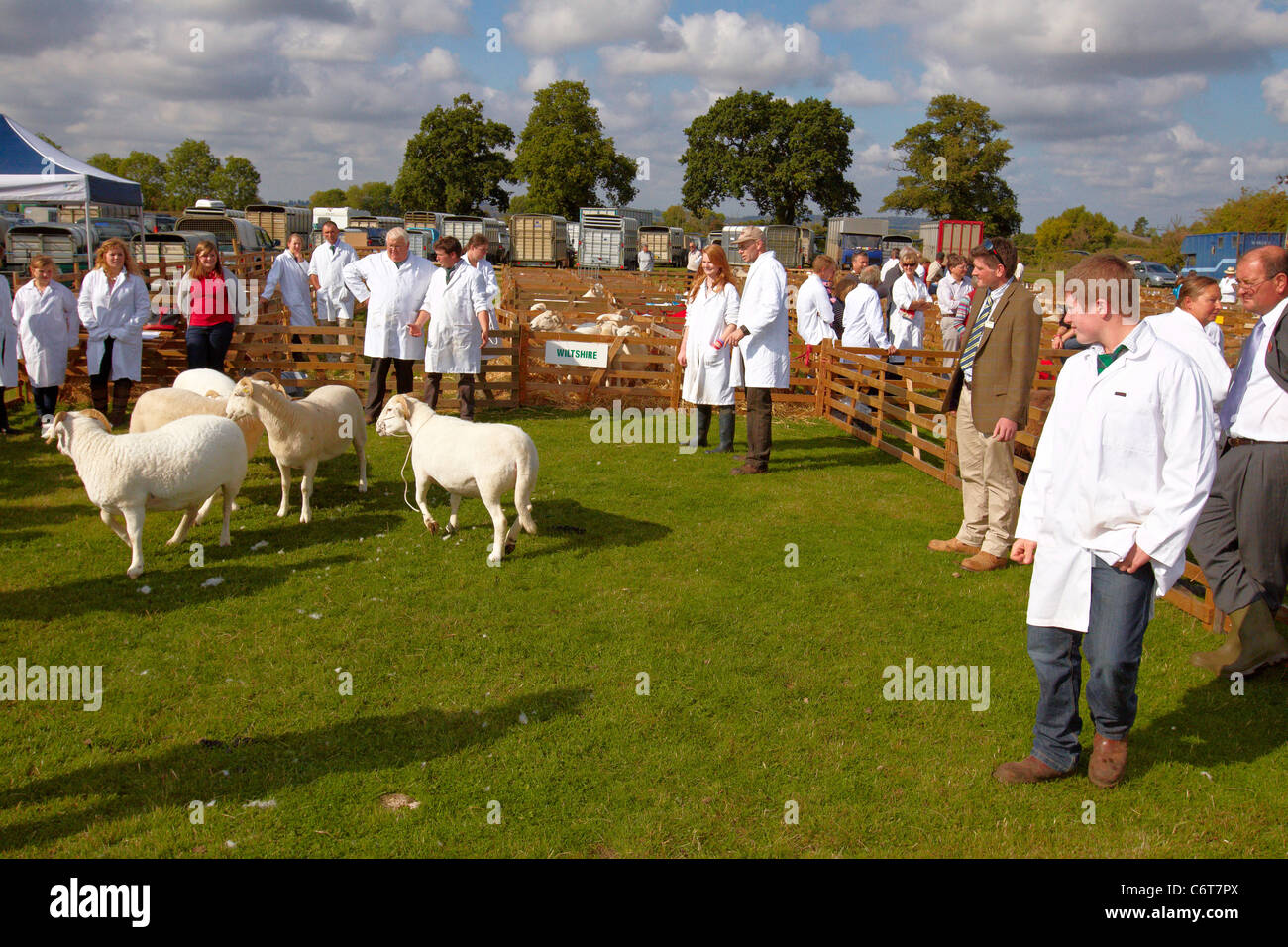 Les moutons sont jugés dans une arène d'exposition au comté de Bucks Show 2011 Banque D'Images