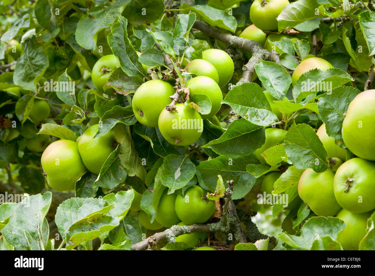 James Grieve apples Banque D'Images