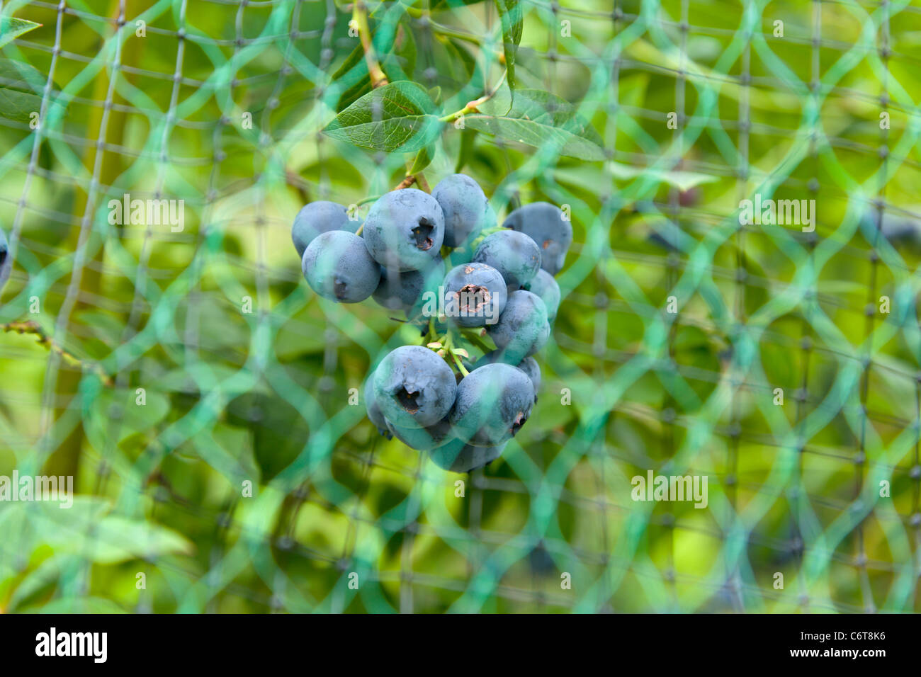 Les bleuets protégée des oiseaux au moyen d'un filet Banque D'Images