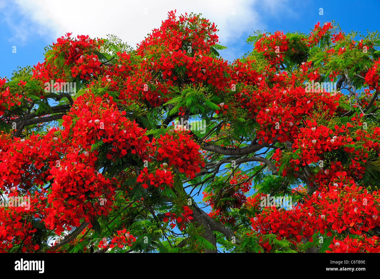 Royal Poinciana Arbres (Anglais) Flamboyan du vrai (Espagnol) à Cap Malheureux, Rivière du Rempart, Ile Maurice. Banque D'Images