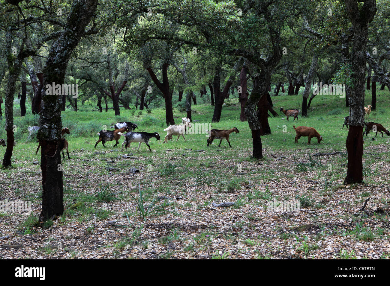 Chêne mélangé avec le pâturage des chèvres, Dehesa [Alcornocales National Park], Andalousie, Espagne Banque D'Images
