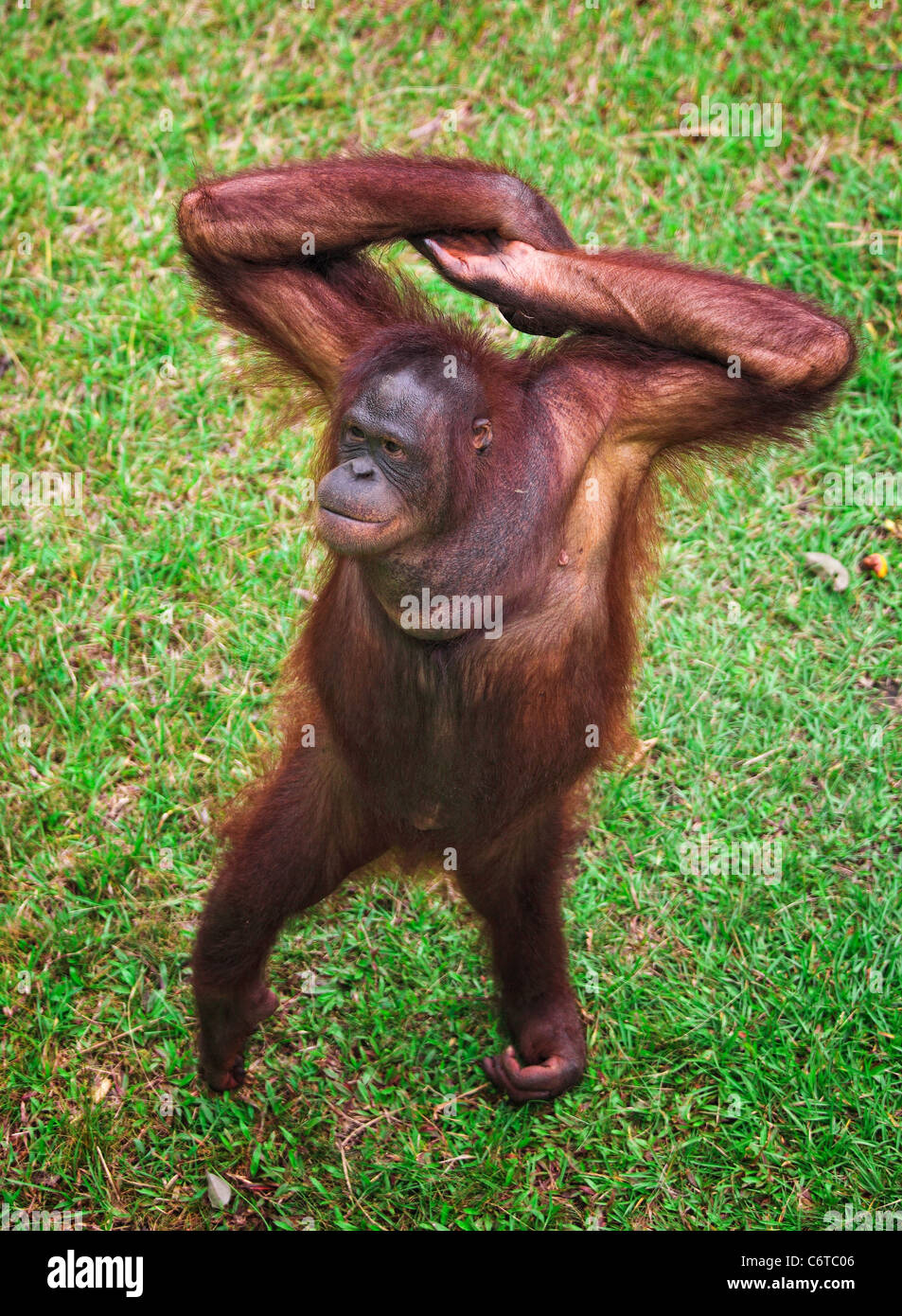 Les orang outang dans Kubah National Park la Malaisie Banque D'Images