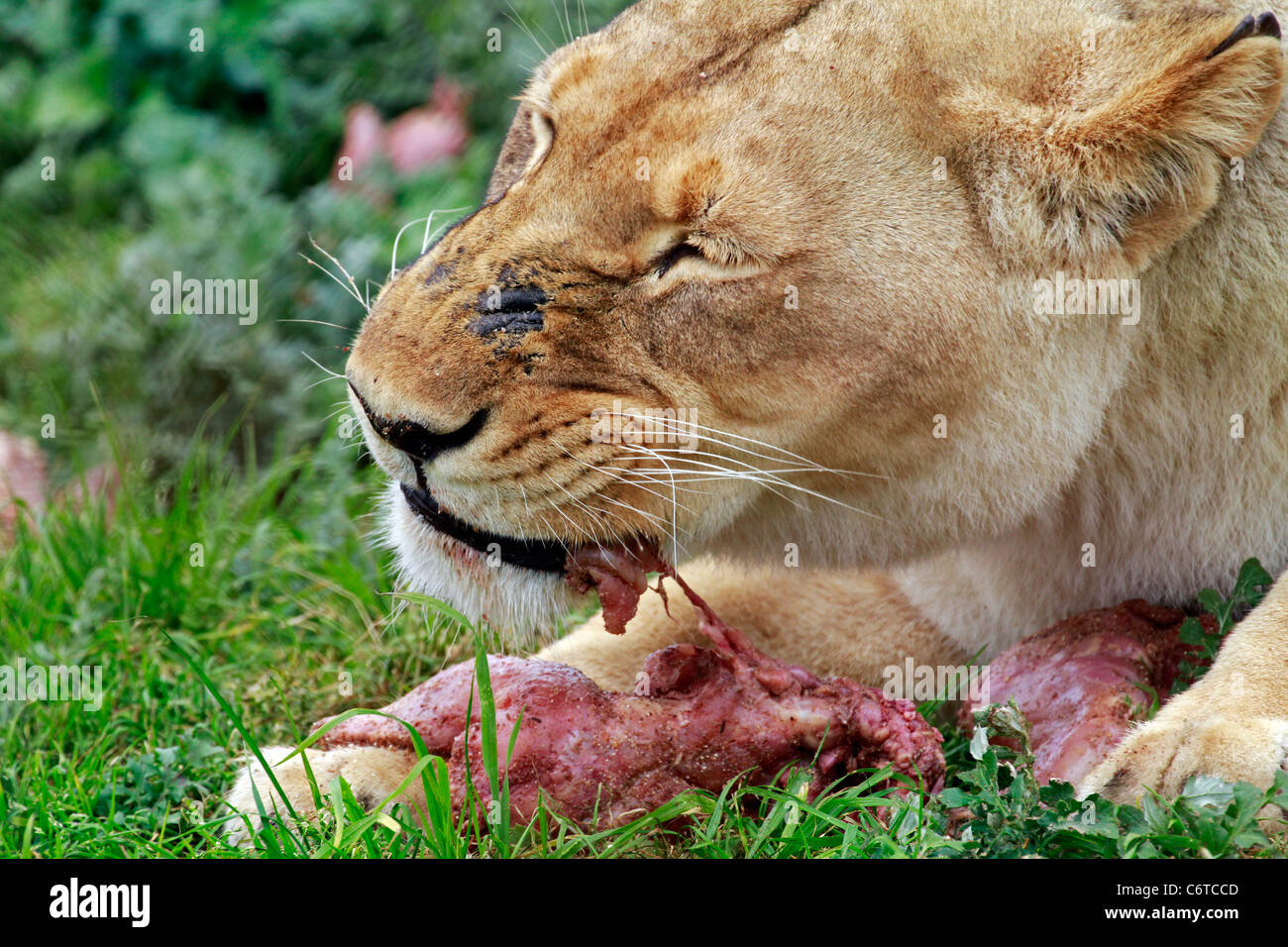 Lionne(Panthera leo) poulets nourris au zoo tygerberg près du cap. Banque D'Images