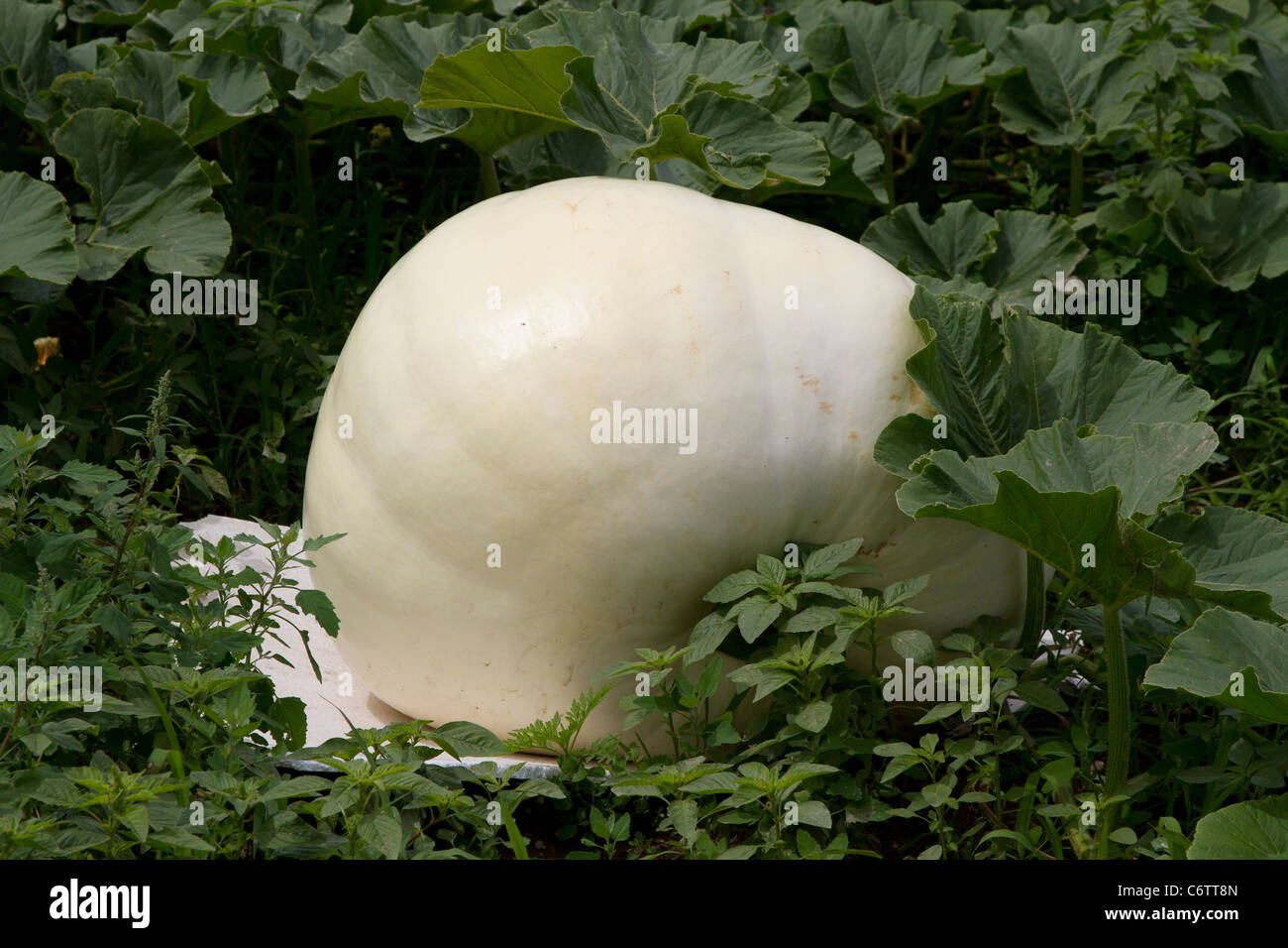 Citrouille géante poussant dans un jardin Banque D'Images