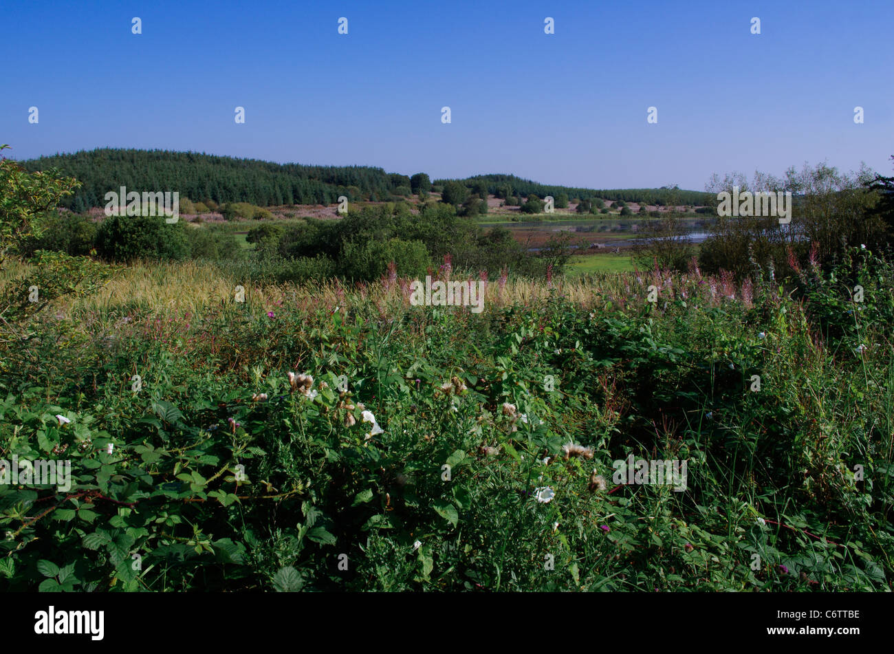 Llyn Cefni, Anglesey, la fin de l'été, un réservoir d'approvisionnement en eau et de la région, plantation de conifères et de marais. Banque D'Images