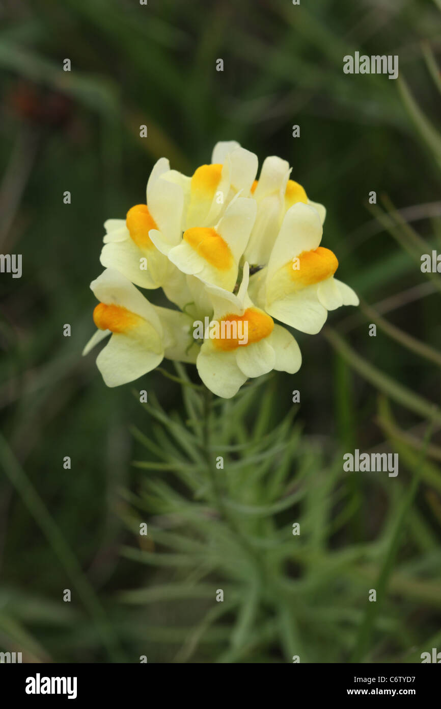 Linaire vulgaire, Linaria vulgaris, fleur Banque D'Images