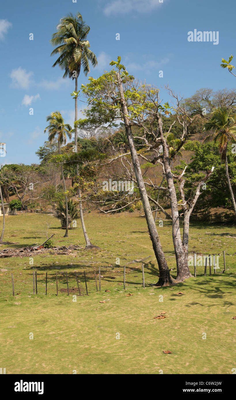 Domaine rural dans le côlon Province de la République de Panama, avec quelques arbres et une clôture rustique, au cours d'une journée ensoleillée. Banque D'Images