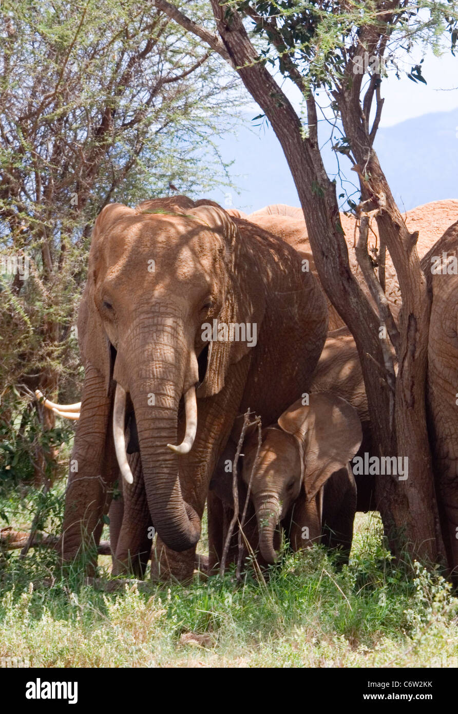Maman et bébé éléphant d'Afrique à l'abri sous arbre, l'Est de Tsavo, au Kenya Banque D'Images