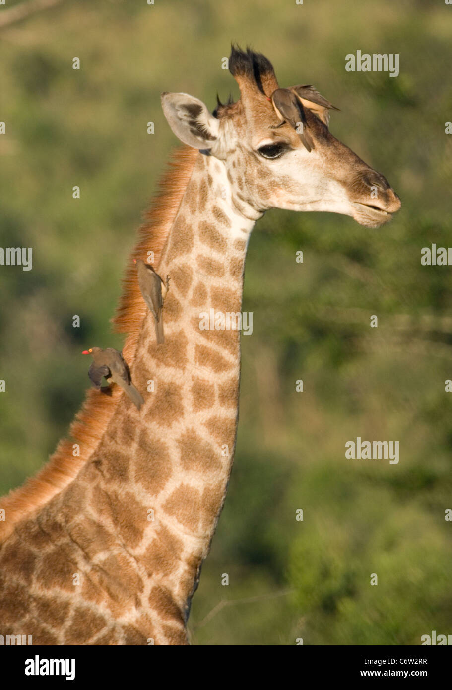 Girafe avec oiseaux tiques sur le cou, Afrique du Sud Banque D'Images