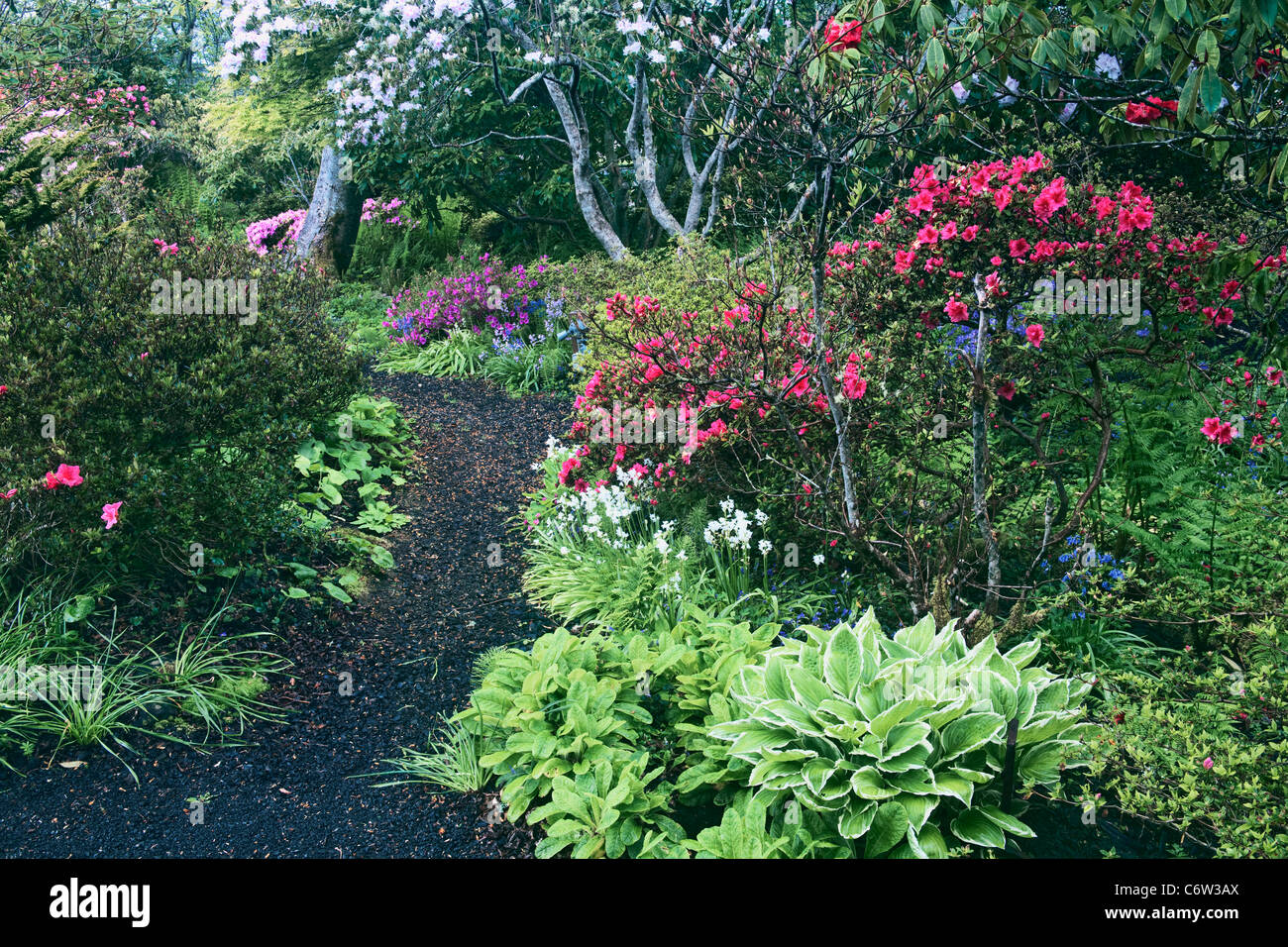 Au printemps dernier sentier conduit bloom de rhododendrons et azalées dans le jardin commémoratif Connie Hansen sur la côte de l'Oregon. Banque D'Images