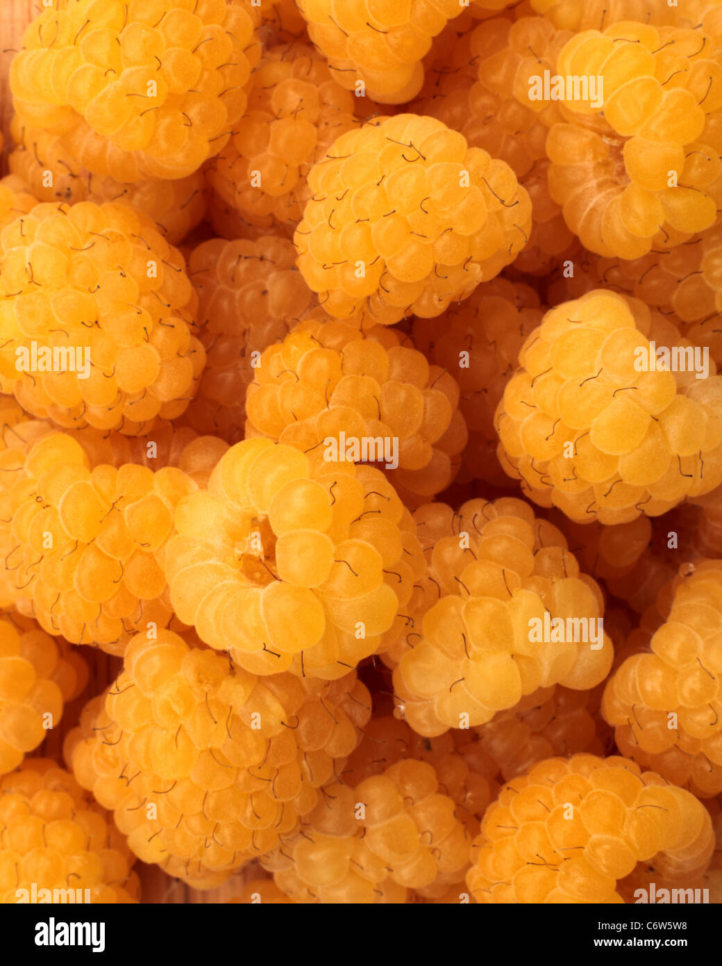 Les framboises jaunes close up. Cultiver dans le Royaume-Uni Photo Stock -  Alamy