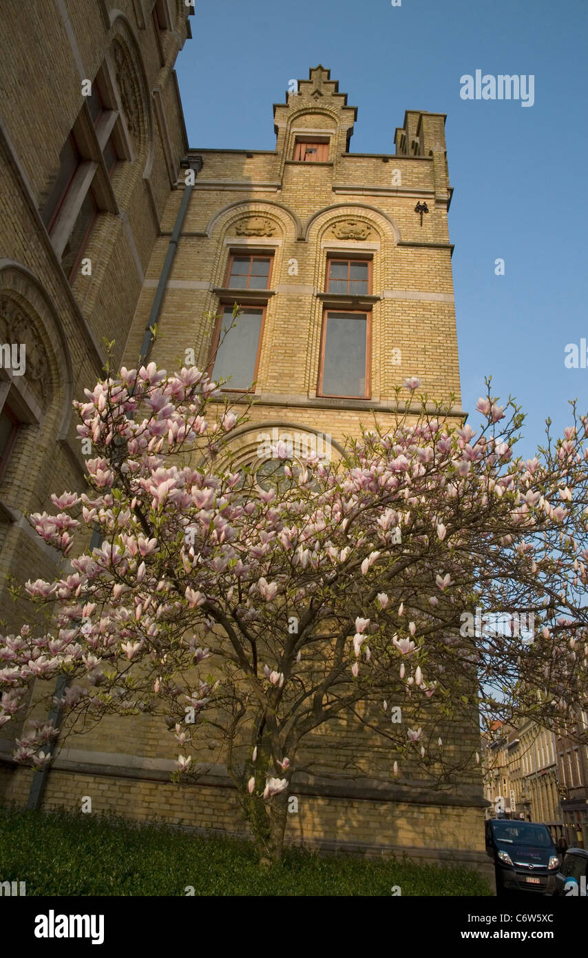 Magnolia dans le centre d'Ypres Banque D'Images