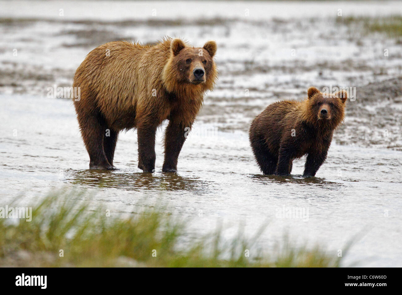 L'ours brun de l'Amérique du nord de l'énoncé des travaux et cub debout dans creek, Lake Clark National Park, Alaska, United States Banque D'Images