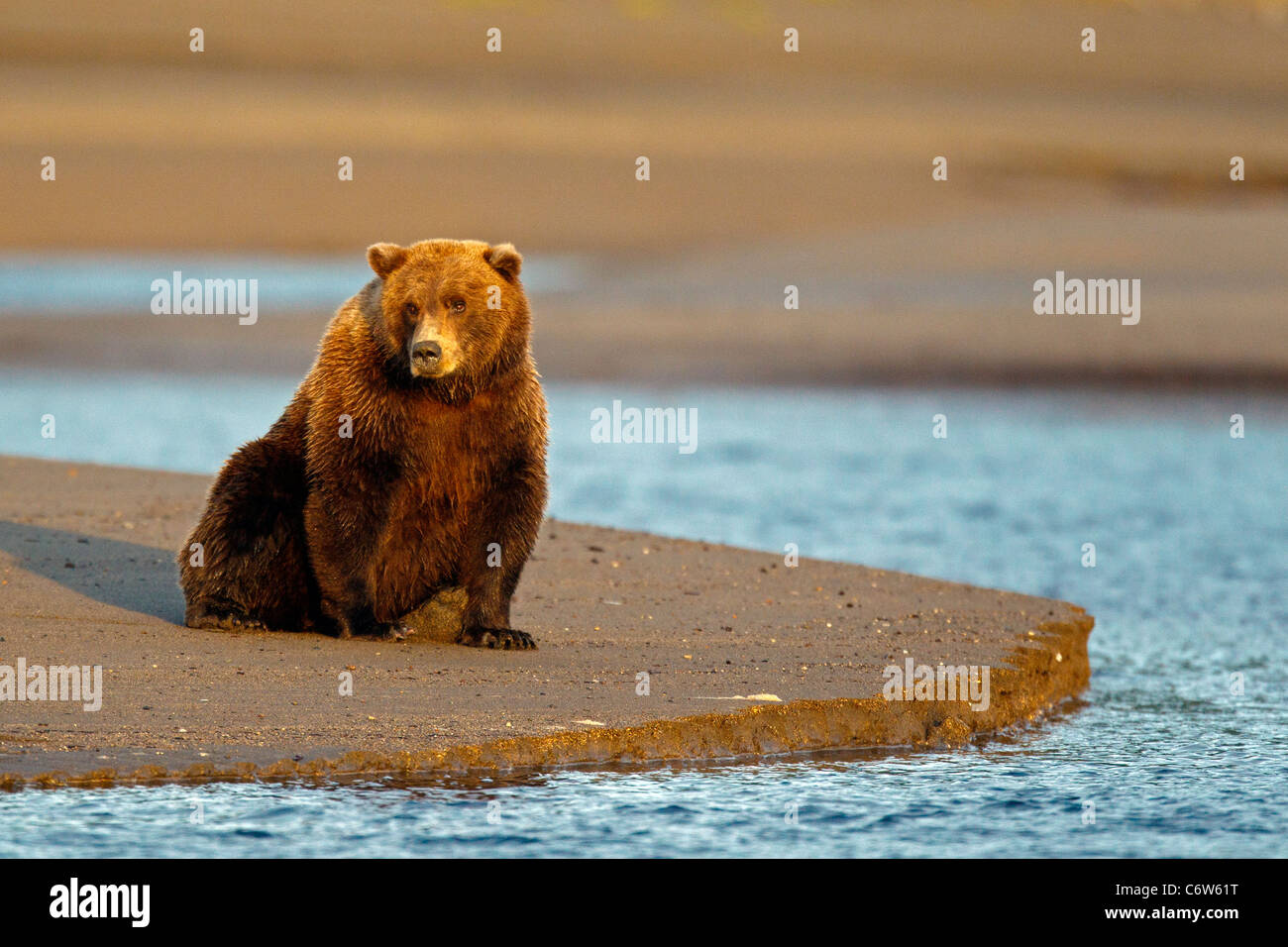L'Amérique du Nord l'ours brun (Ursus arctos horribilis) assis le long d'une barre de sable, Lake Clark National Park, Alaska, United States Banque D'Images
