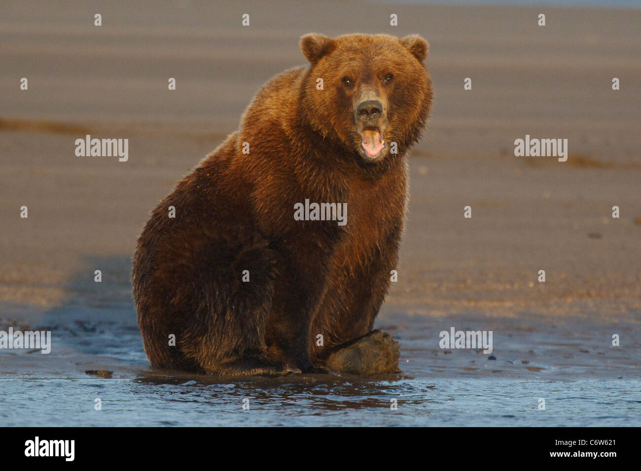 L'Amérique du Nord l'ours brun (Ursus arctos horribilis) sow bâille sur banque du creek, Lake Clark National Park, Alaska, United States Banque D'Images
