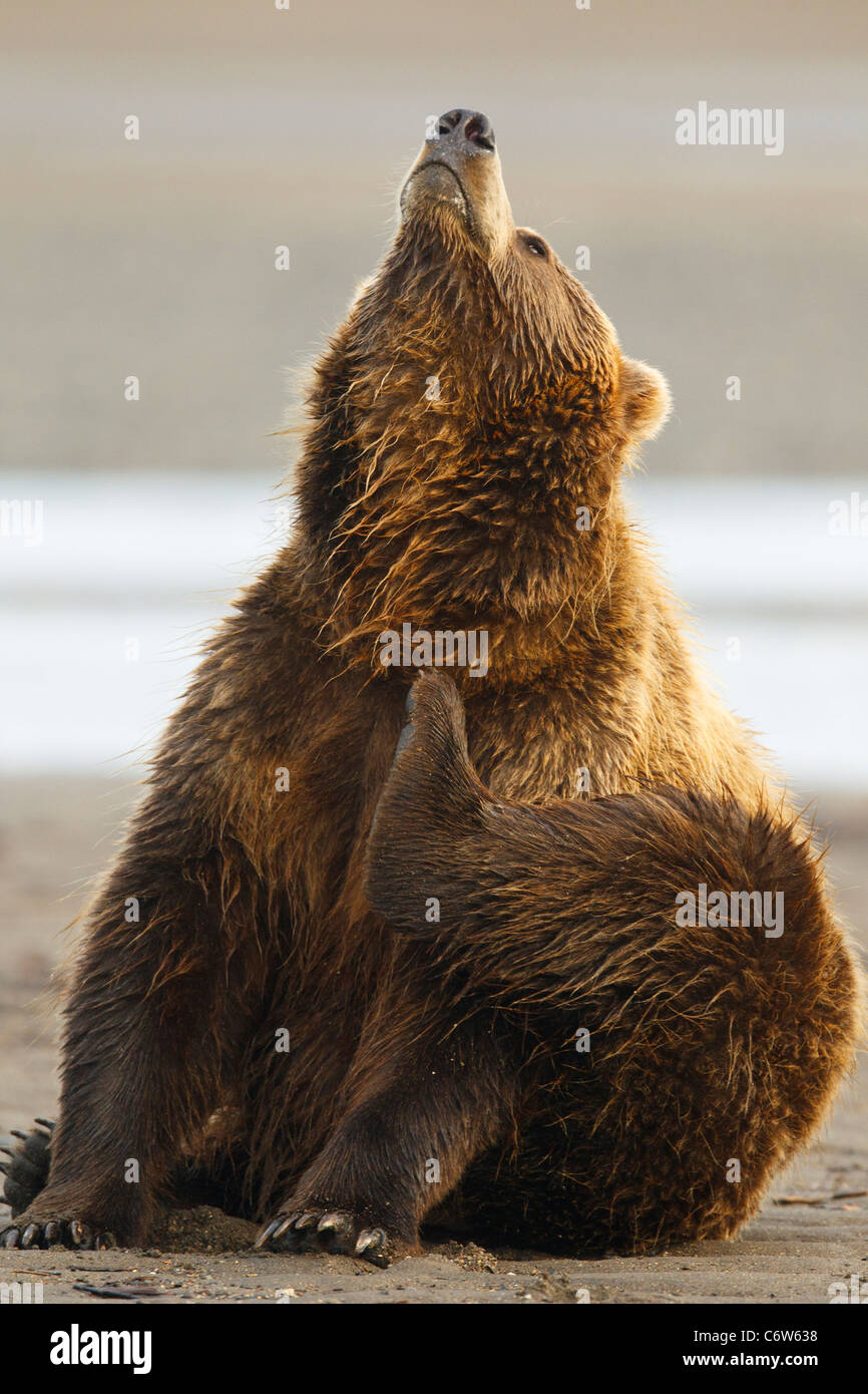 L'Amérique du Nord l'ours brun, semer les rayures sur beach, Lake Clark National Park, Alaska, United States of America Banque D'Images