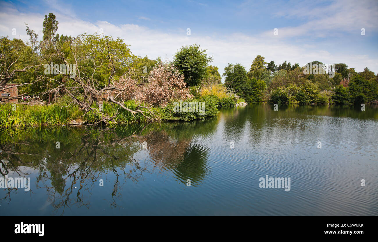 Lac au zoo de Dublin dans le parc Phoenix, en Irlande. Banque D'Images