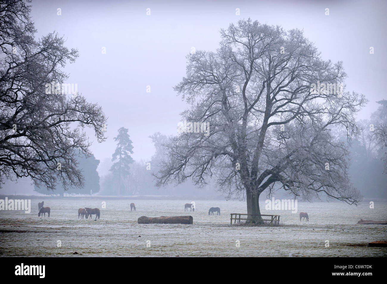 Les chevaux paître dans un champ sur un matin glacial près de Tetbury Gloucestershire, Royaume-Uni Banque D'Images