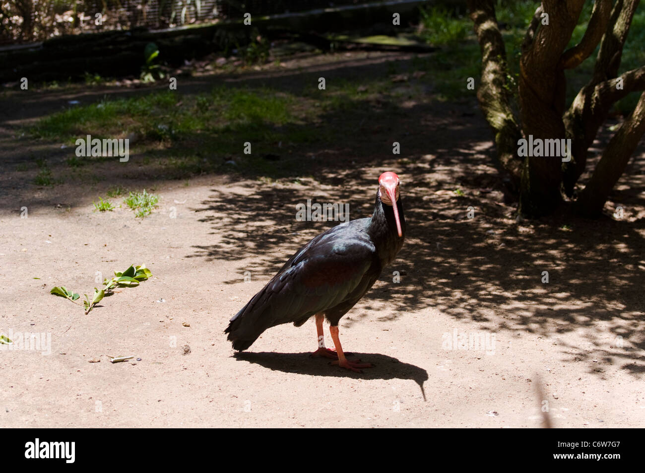 Ibis chauve, Geronticus calvus Banque D'Images