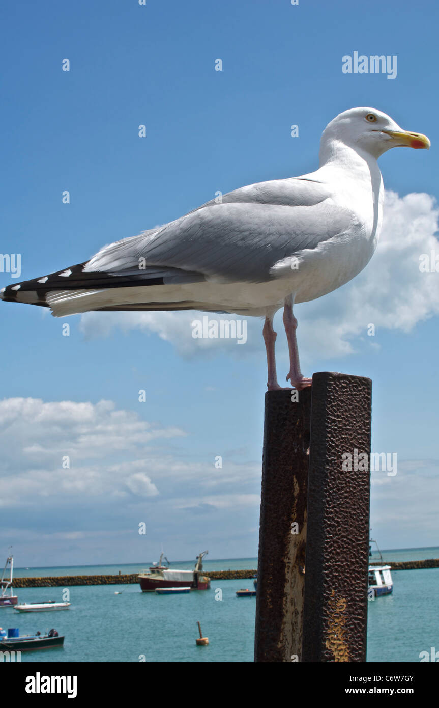 Face à la plage de Folkestone. Une mouette perchée sur un poste par le mur du port Banque D'Images