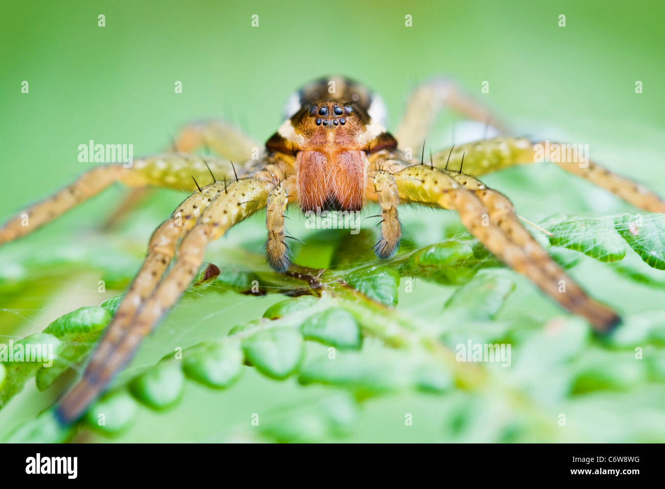 Série Spider hunting sur fougères Banque D'Images
