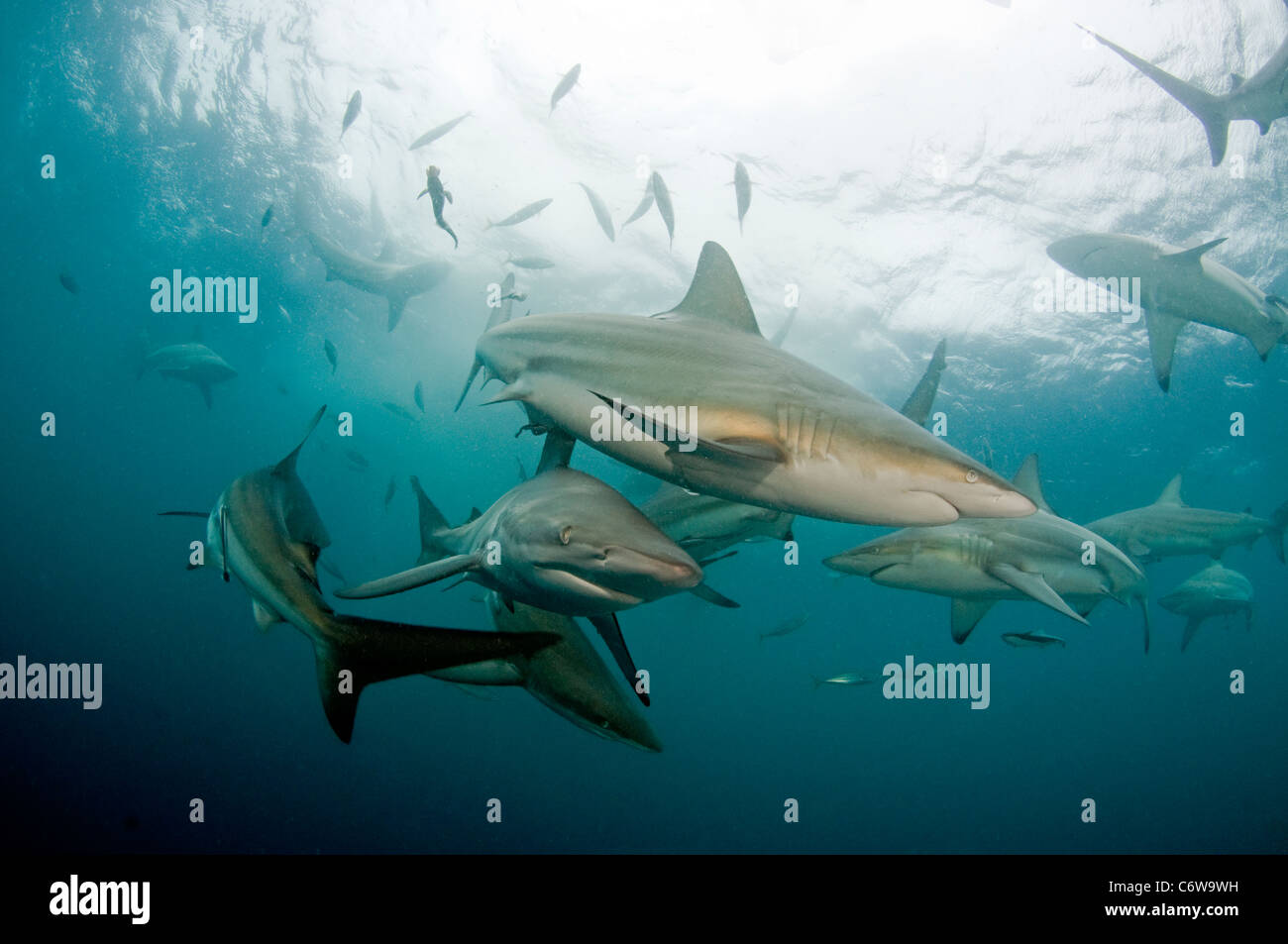 Requin pointe noire Banque D'Images