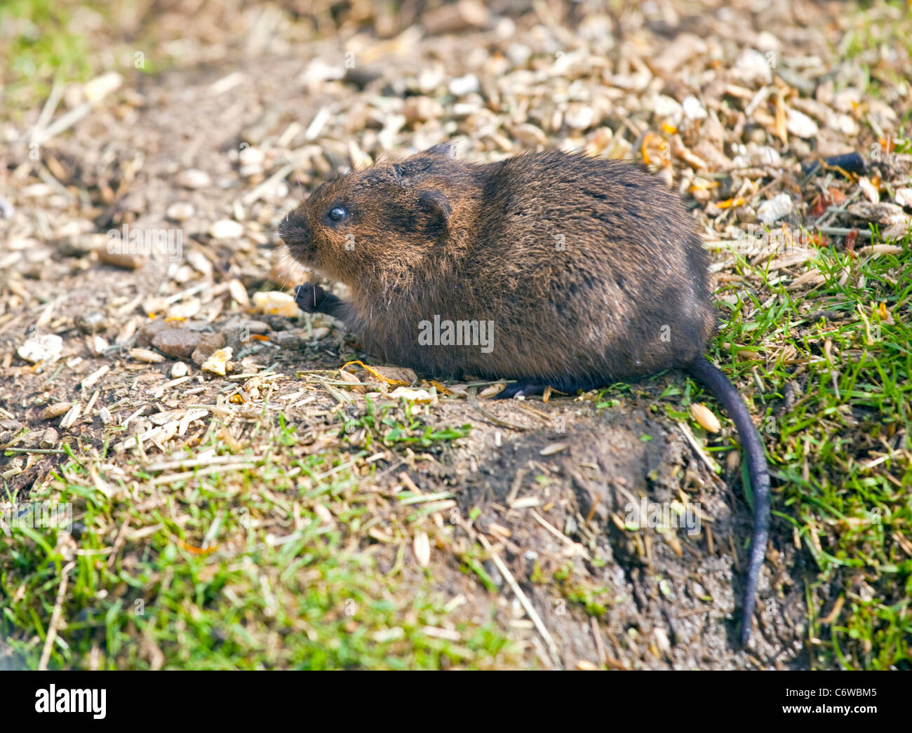 Le Campagnol de l'eau européenne (arvicola amphibius) Banque D'Images