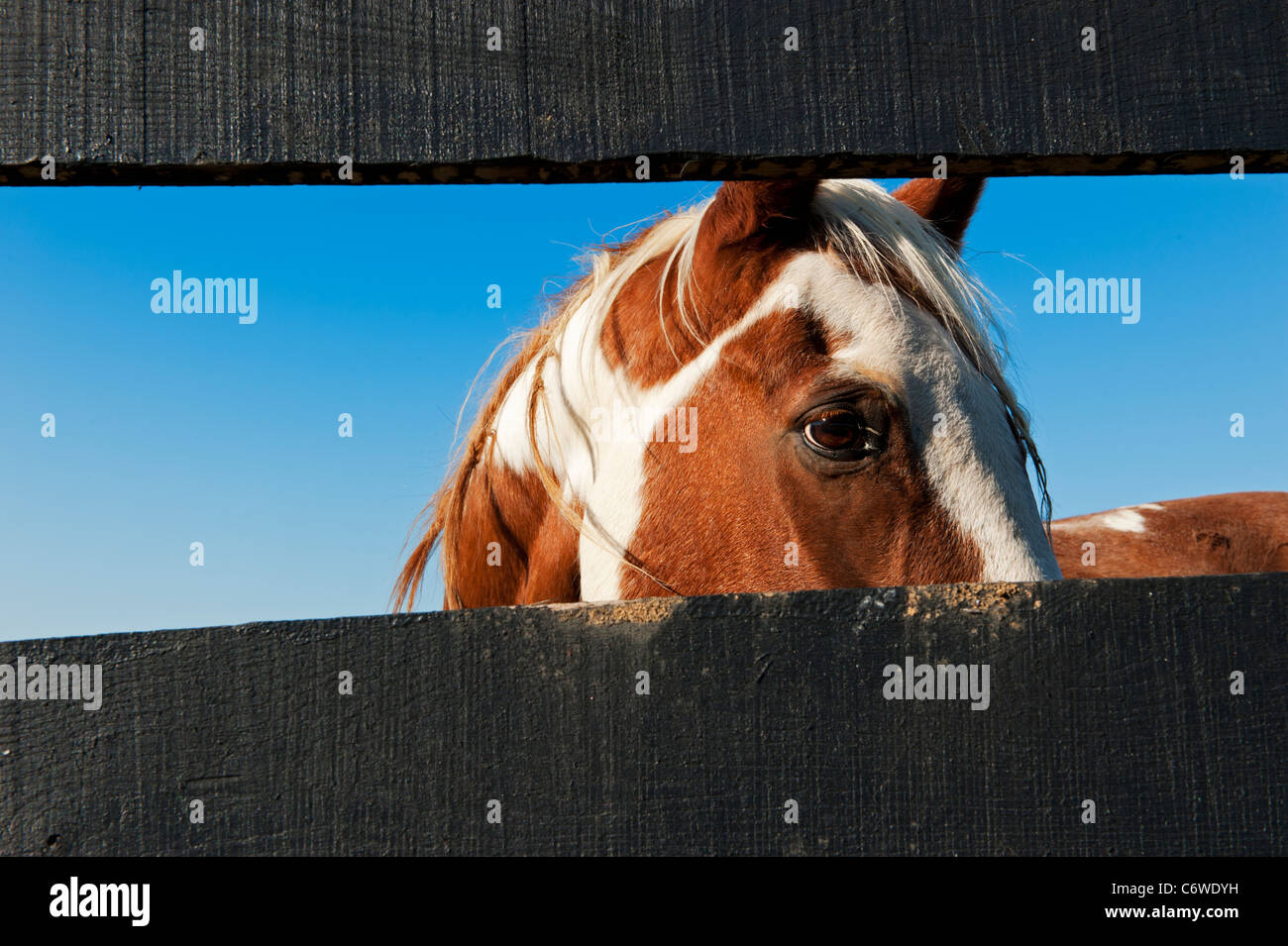 Un adulte cheval brun et blanc à la recherche à travers une clôture en bois Banque D'Images