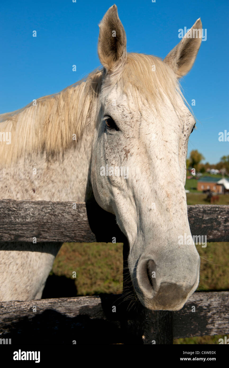 Un adulte cheval blanc à plus d'une clôture en bois. Banque D'Images