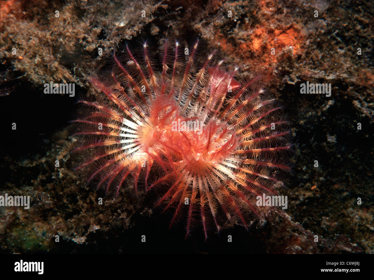 Plumeau géant Eudistylia polymorpha) vers (ouvrir et d'alimentation. Puget Sound, Washington, USA, Océan Pacifique Banque D'Images