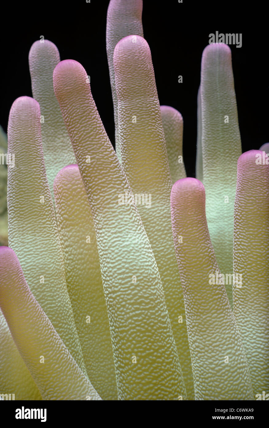 Tentacules d'une anémone de mer géantes (Condylactis gigantea). Île de Grand Turk, mer des Caraïbes Banque D'Images