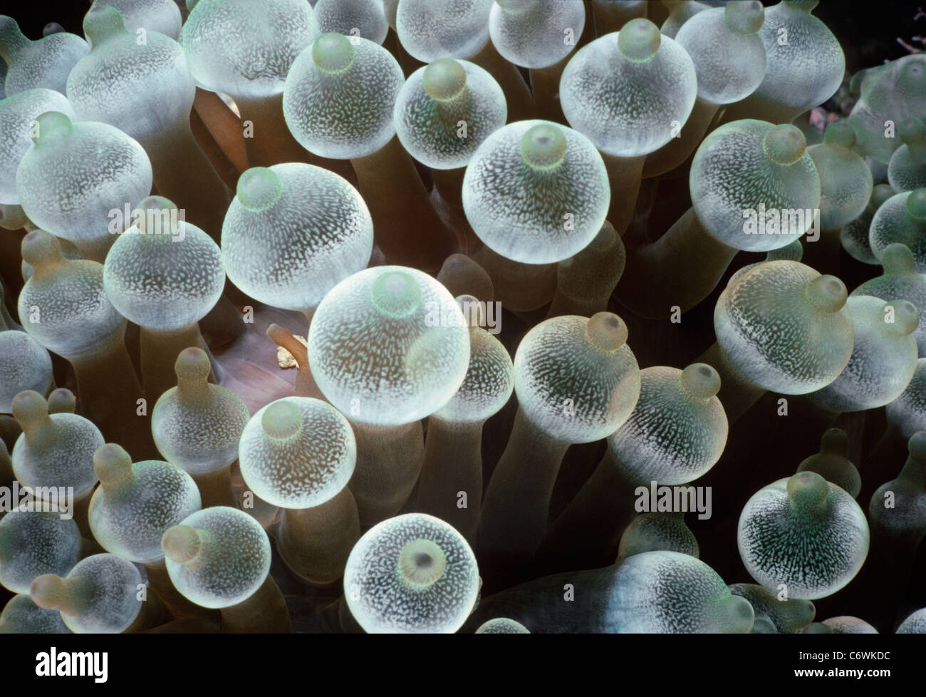 Ampoules sur bout de tentacules de l'anémone de mer (Stoichactis gigas). La Papouasie-Nouvelle-Guinée, New Britain, Kimbe Bay, mer de Bismarck Banque D'Images