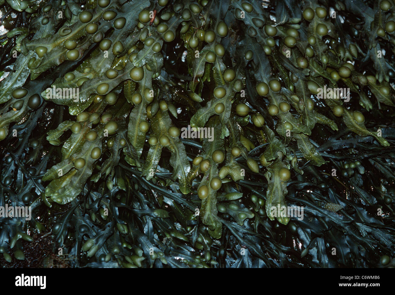 Plan de la grille d'une piscine de marée. Ouessant, Bretagne, France, l'Atlantique Nord Banque D'Images