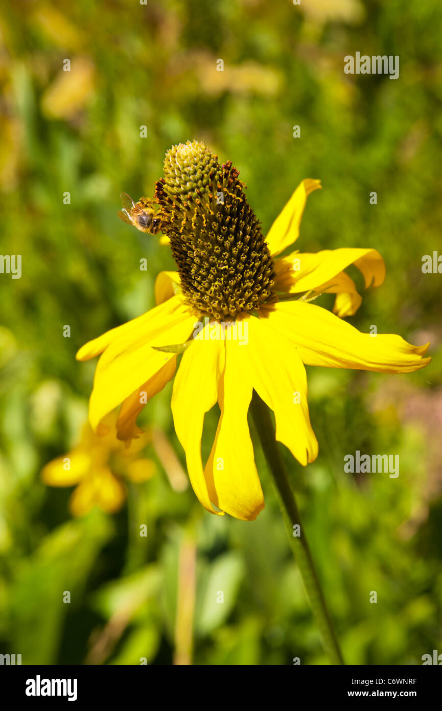 Mexican Hat est une plante que beaucoup d'entre nous tiennent pour acquis parce que c'est répandu un peu partout. Banque D'Images