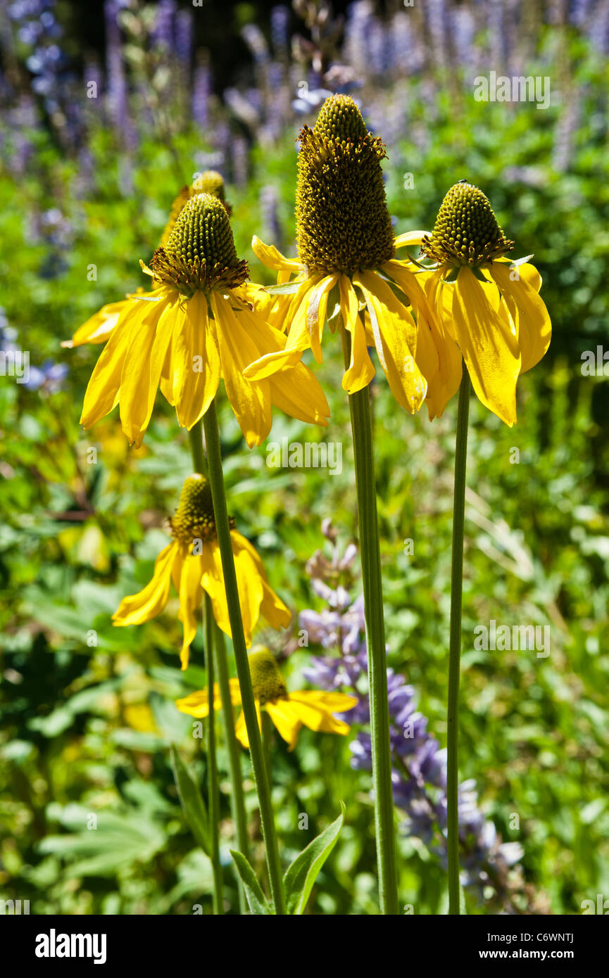 Mexican Hat est une plante que beaucoup d'entre nous tiennent pour acquis parce que c'est répandu un peu partout. CA. Banque D'Images