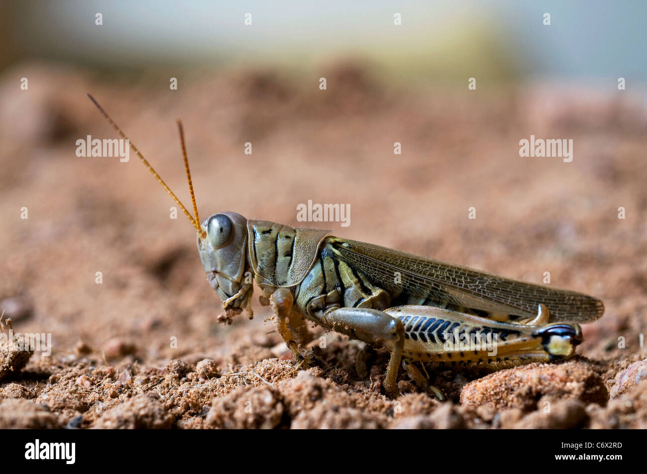 Insectes sauterelle caelifera cornes courtes Banque D'Images