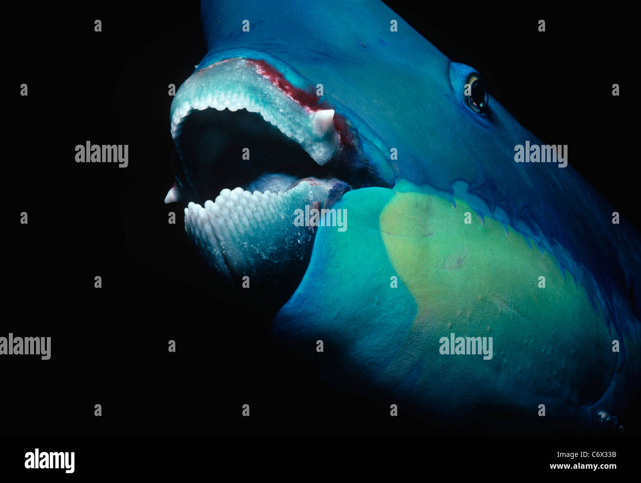 Visage d'Steepheaded Perroquet (Scarus gibbus). Grande Barrière de Corail, Mer de Corail, Australie Banque D'Images