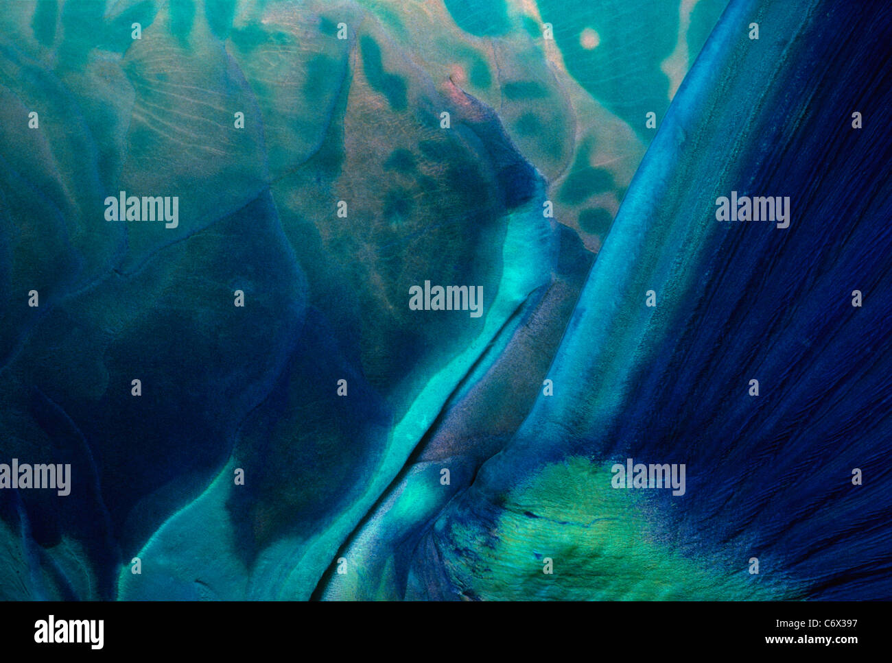 Nageoire pectorale de perroquet (Scarus mâle Steephead microhinos). Grande Barrière de Corail, Mer de Corail, Australie Banque D'Images