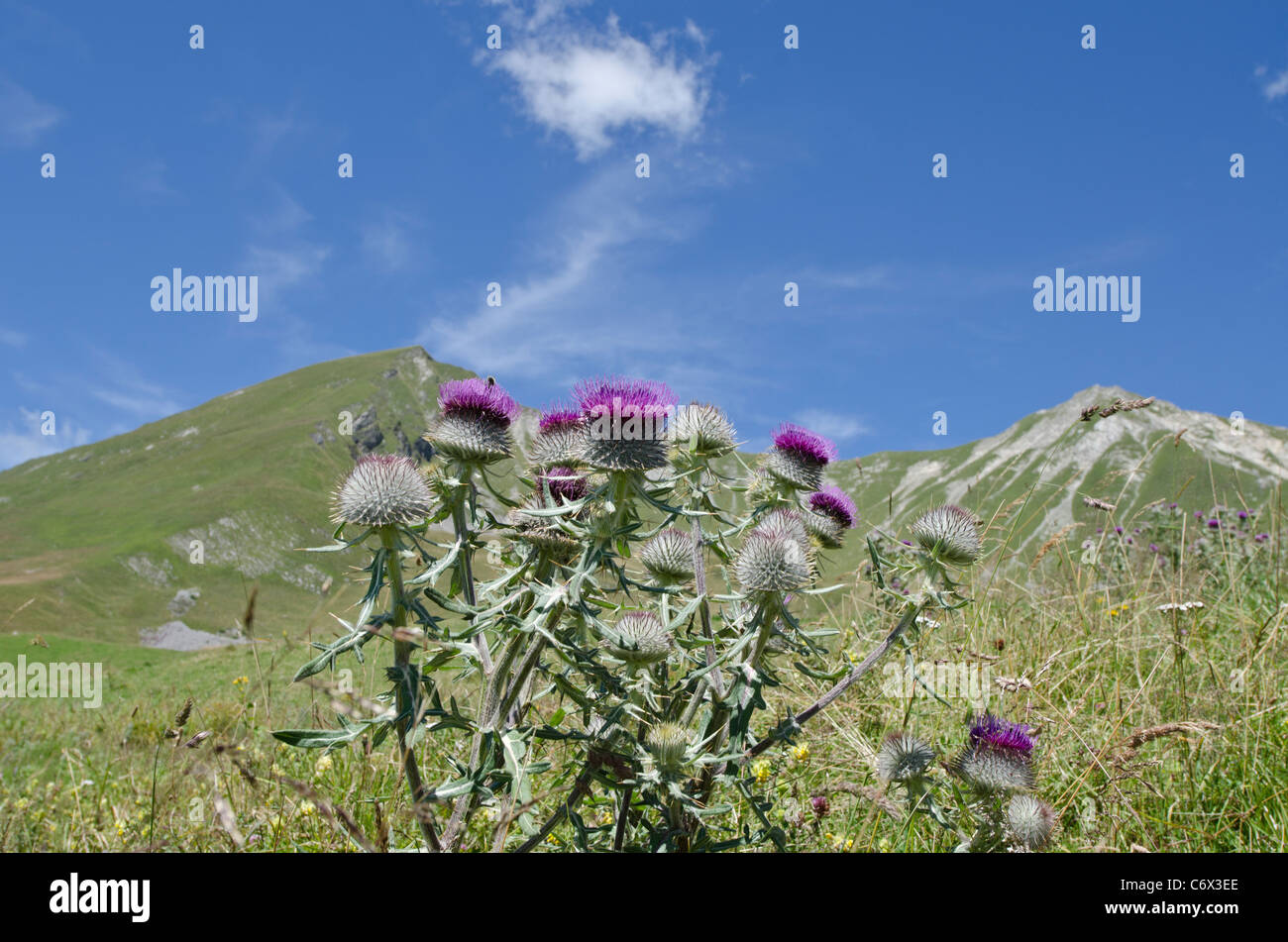 Chardon sauvage Cynareae Col des Annes près du Grand Bornand département Haute-Savoie Rhône-Alpes France Banque D'Images