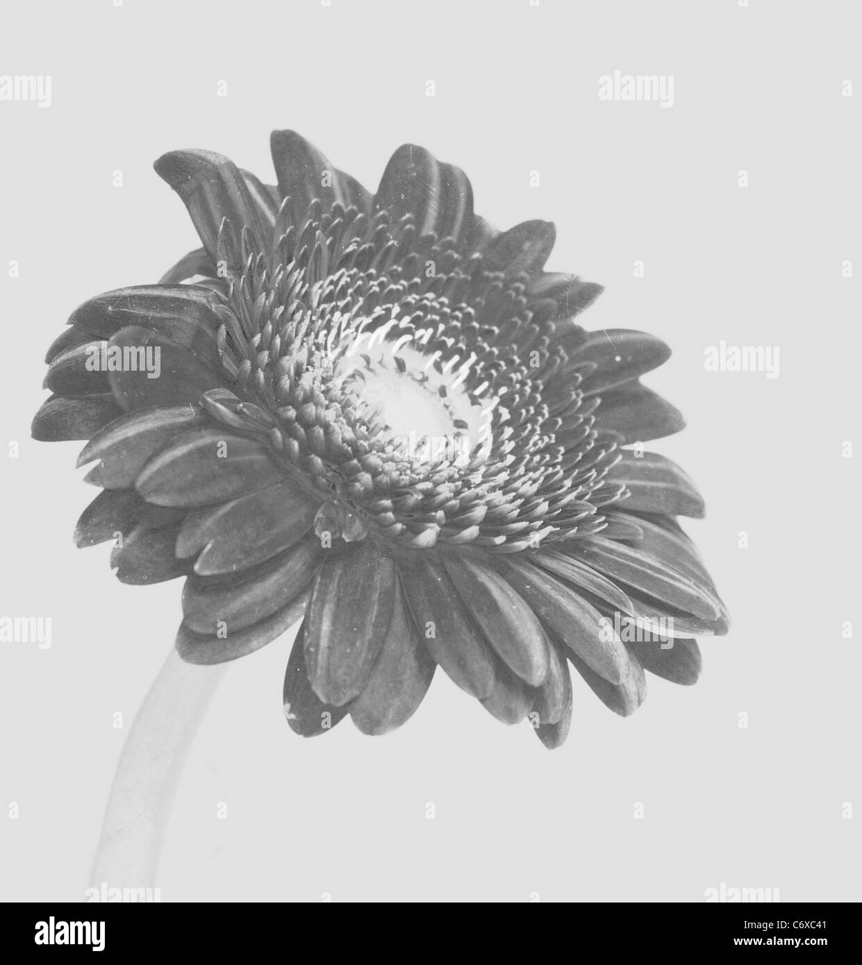 Fine Art Gerbera noir et blanc Banque D'Images