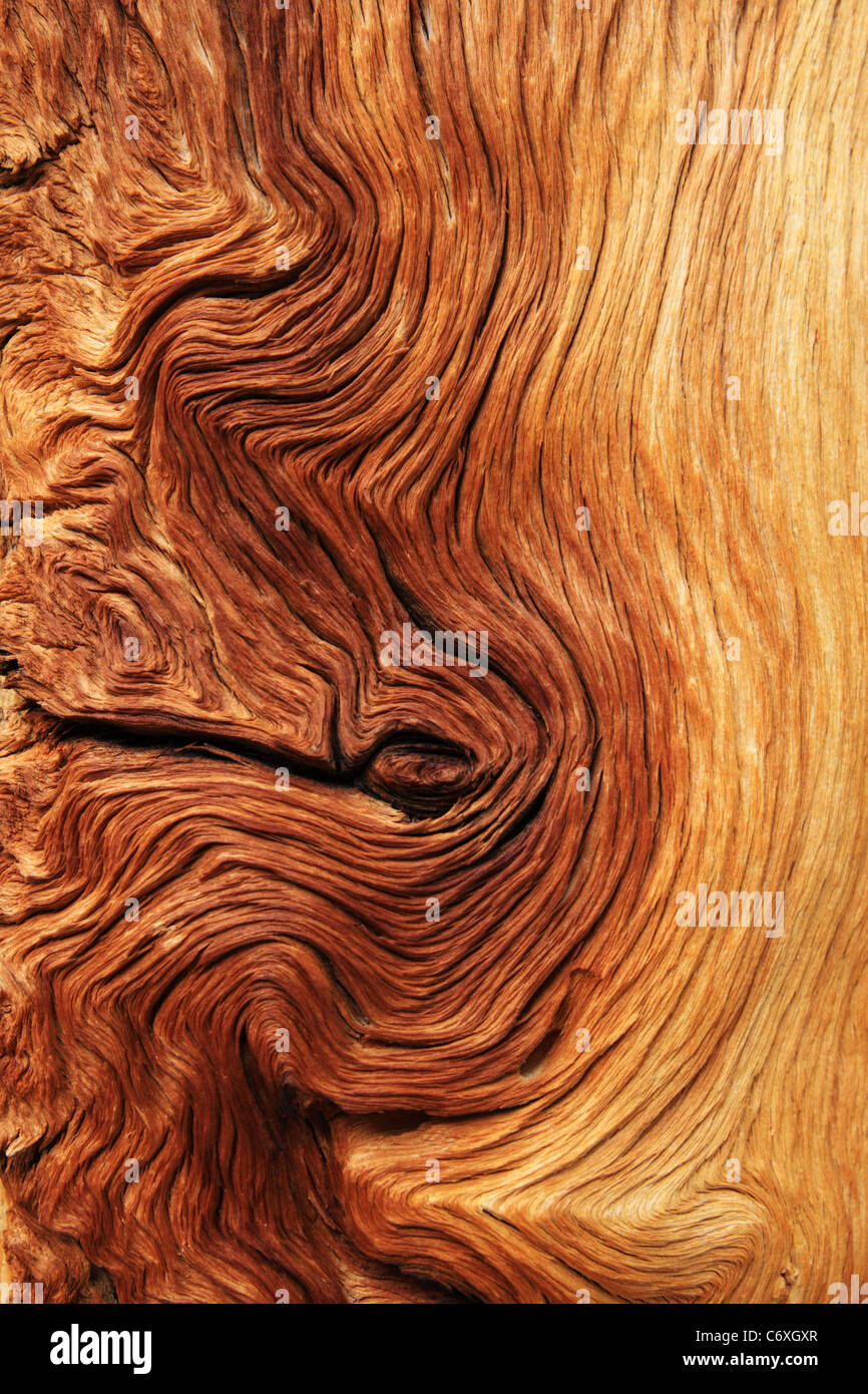 L'onagre brown et feu de bois de pin des racines d'arbre Banque D'Images
