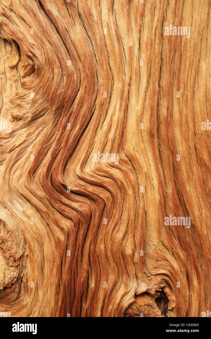 Tronc de pin érodé avec panneaux bois texture grain Banque D'Images