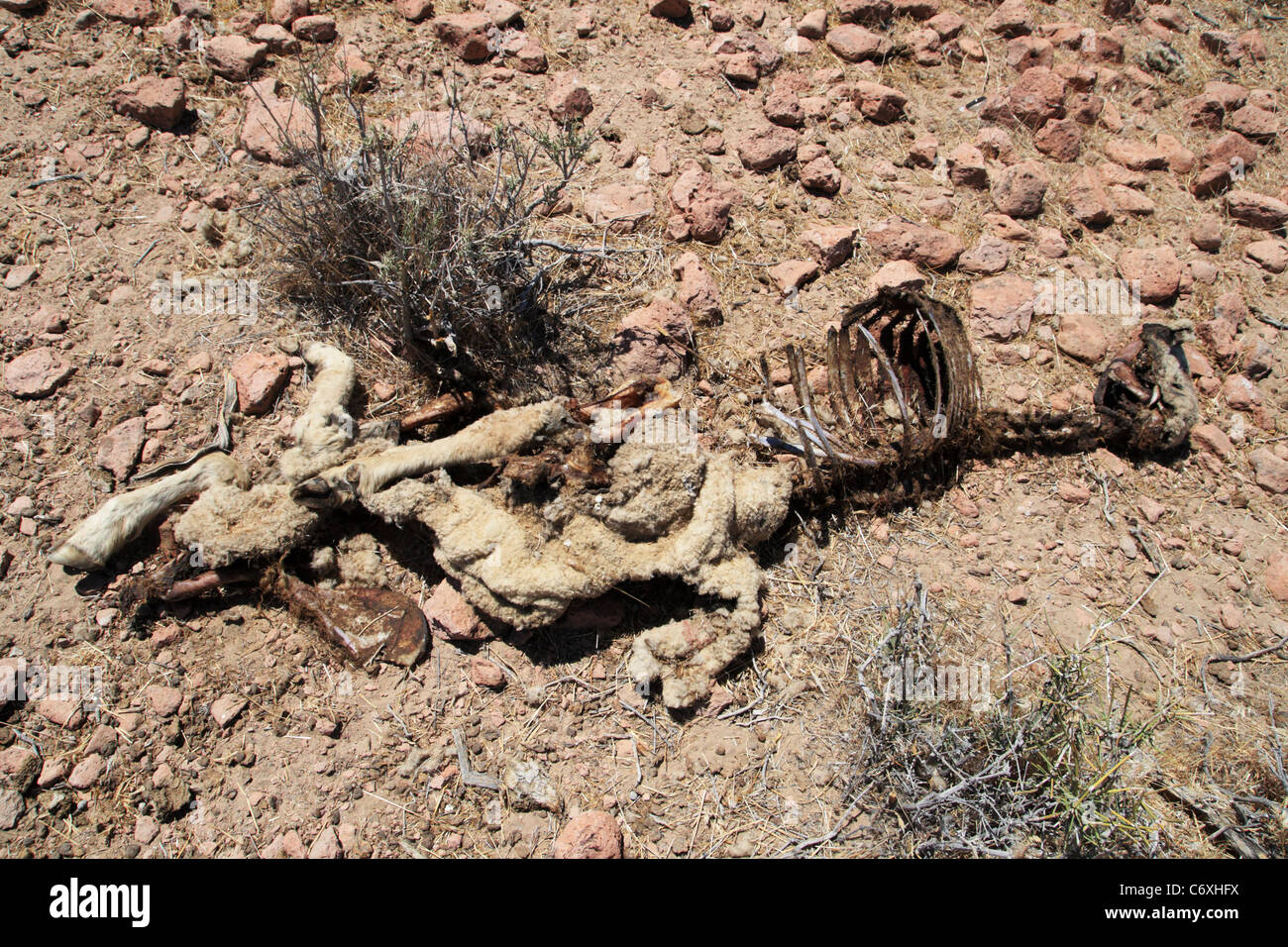 Carcasse de mouton mort qui a été déchiré par les charognards Banque D'Images
