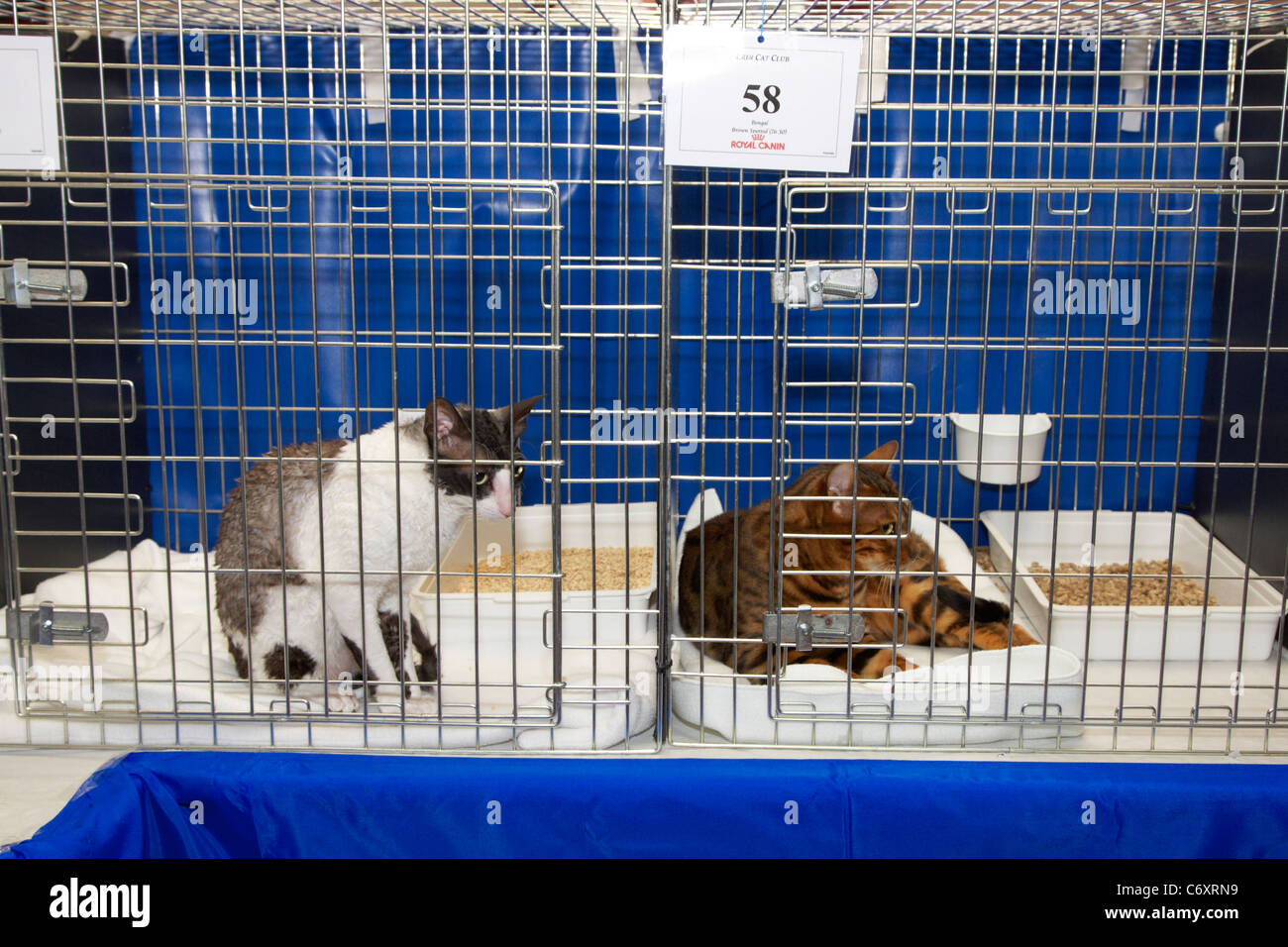 Rex Cornish et brown spotted bengal chats dans des cages lors d'une  exposition féline au Royaume-Uni Photo Stock - Alamy
