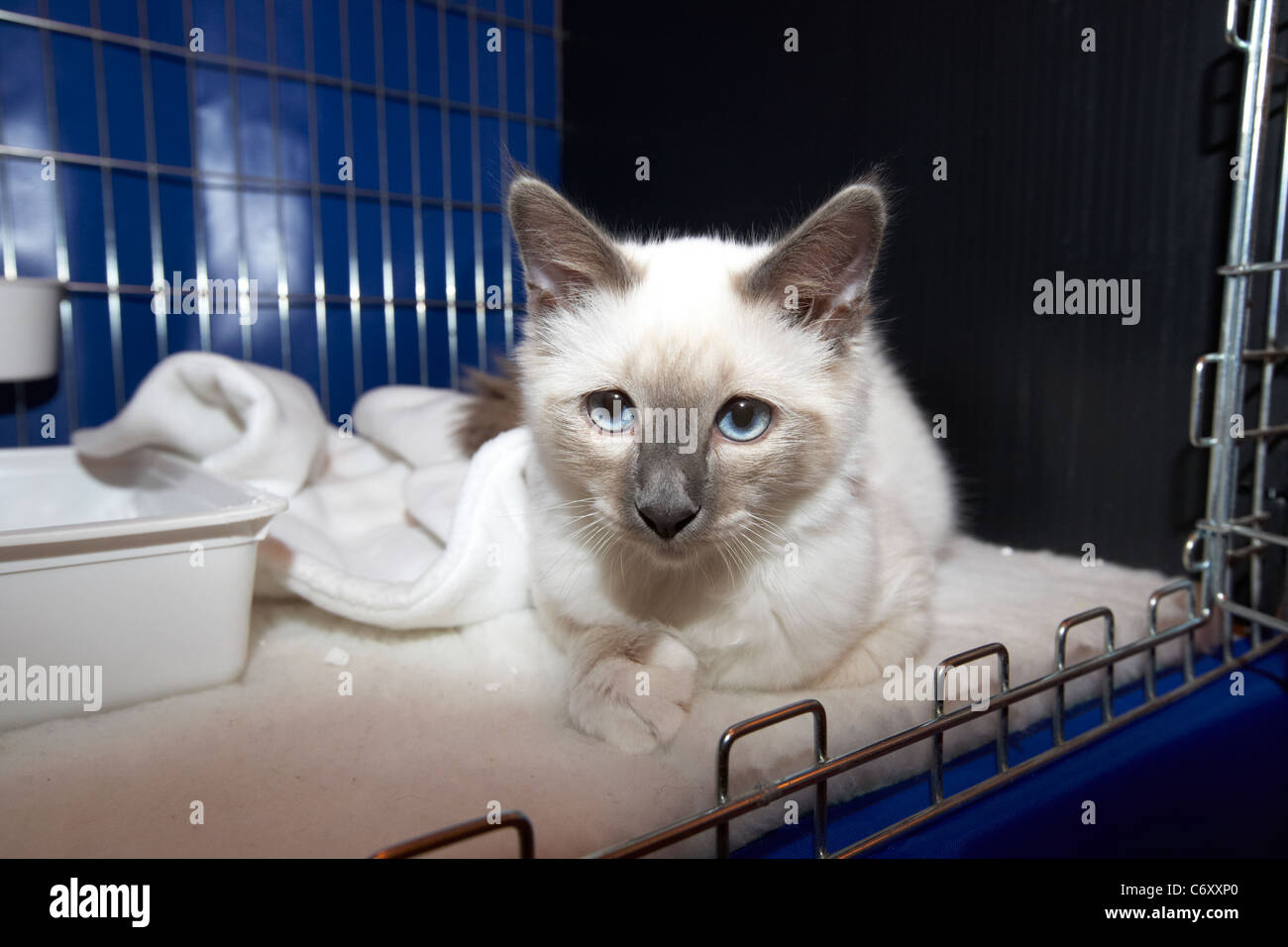 Blue Point Sacre De Birmanie Chat Chaton Dans La Cage D Affichage A Un Club Local Exposition Feline Au Royaume Uni Photo Stock Alamy