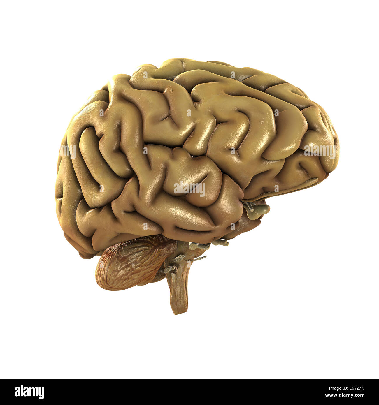 Vue avant droite d'un cerveau humain Banque D'Images