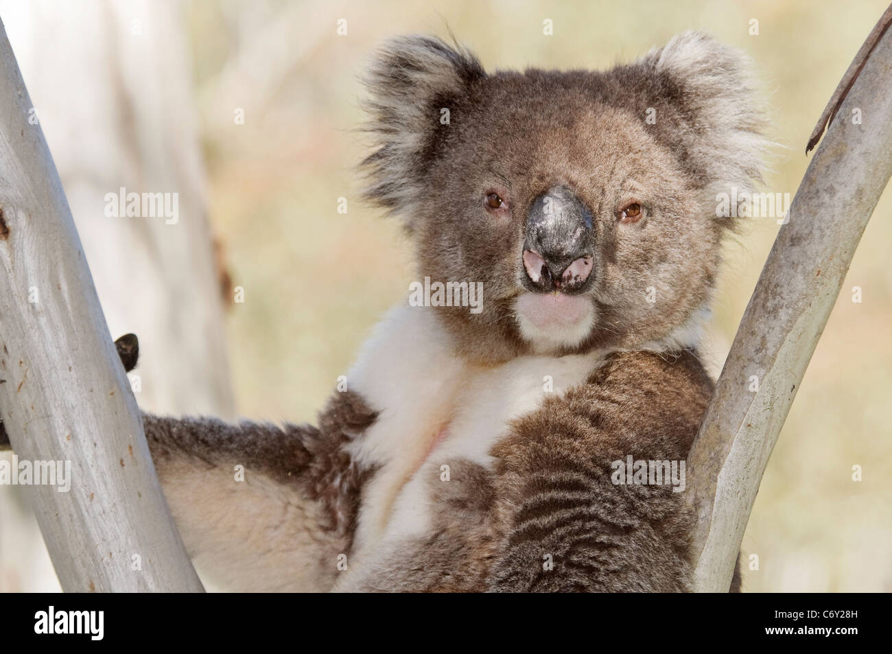 Koala Phascolarctos cinereus 'Gros plan' Banque D'Images