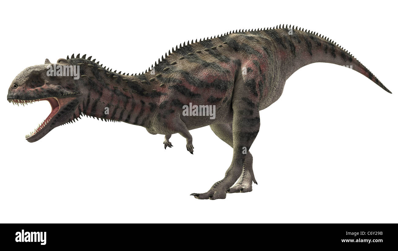 Majungasaurus était un théropode de taille moyenne qui mesure généralement de 6 à 7 mètres (20 à 23 pi) de longueur, y compris sa queue. Banque D'Images