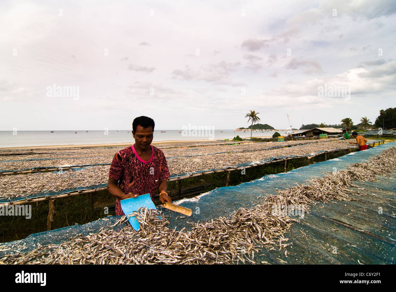 Le séchage du poisson pour l'industrie de la sauce de poisson en Thaïlande. Banque D'Images