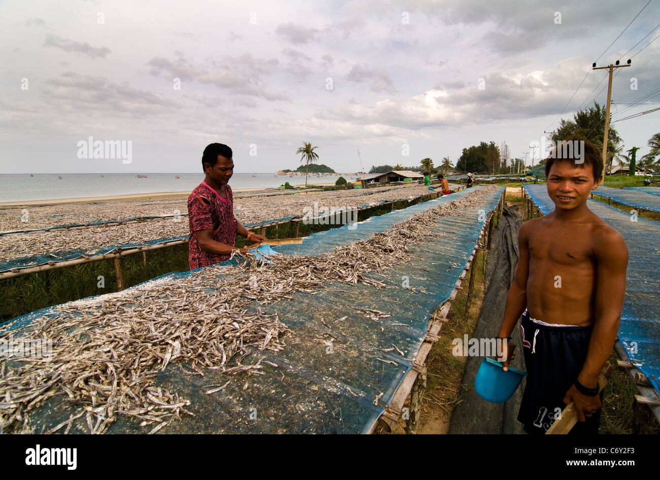 Le séchage du poisson pour l'industrie de la sauce de poisson en Thaïlande. Banque D'Images